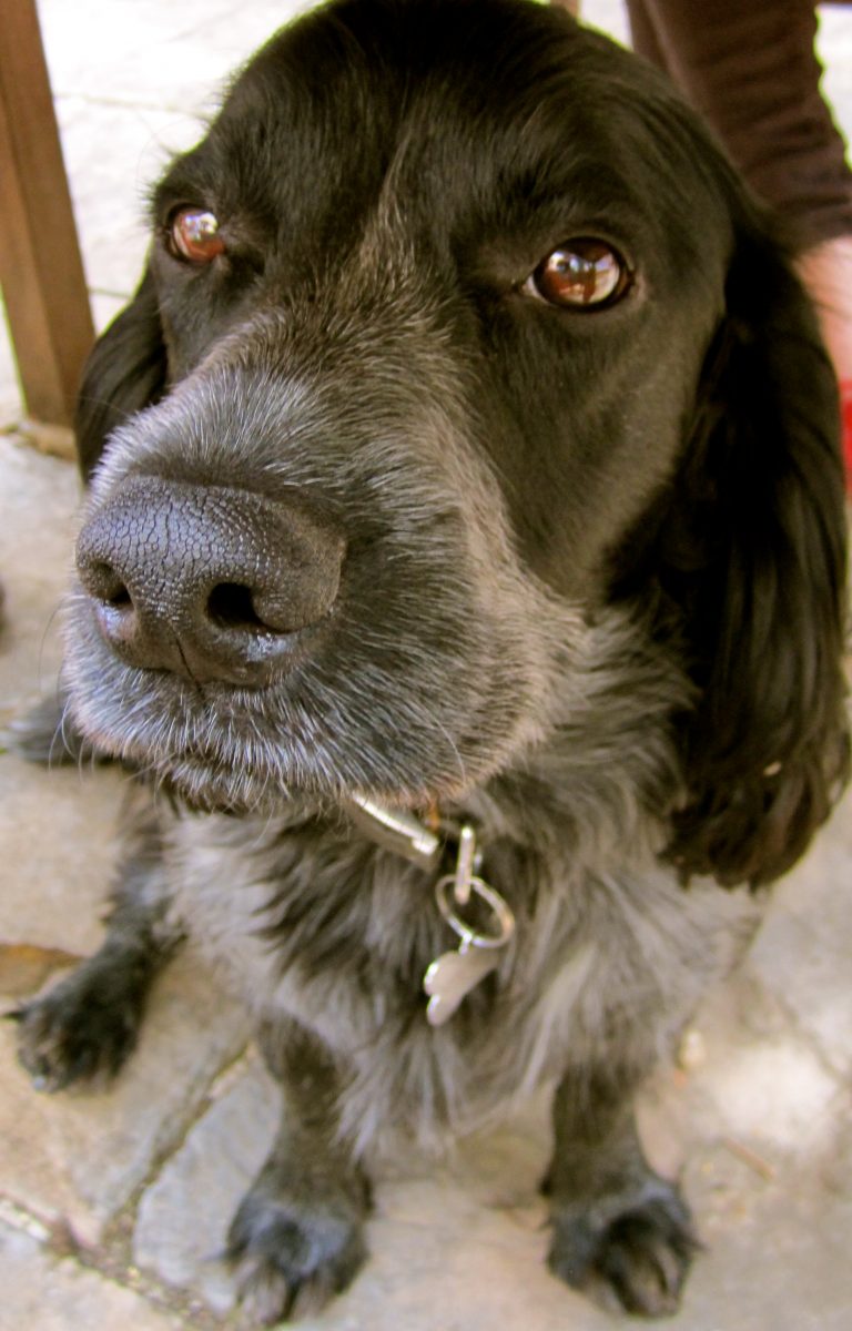 Dog Friendly Self Catering Rutland Water Dog Friendly Self Catering Rutland Water