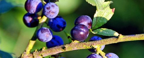 Rutland Hedgerow Liquor? Make mine a double!