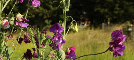 Sweet Pea Week at Easton Walled Gardens