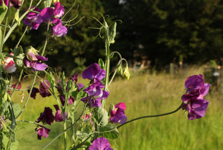 Sweet Pea Week at Easton Walled Gardens