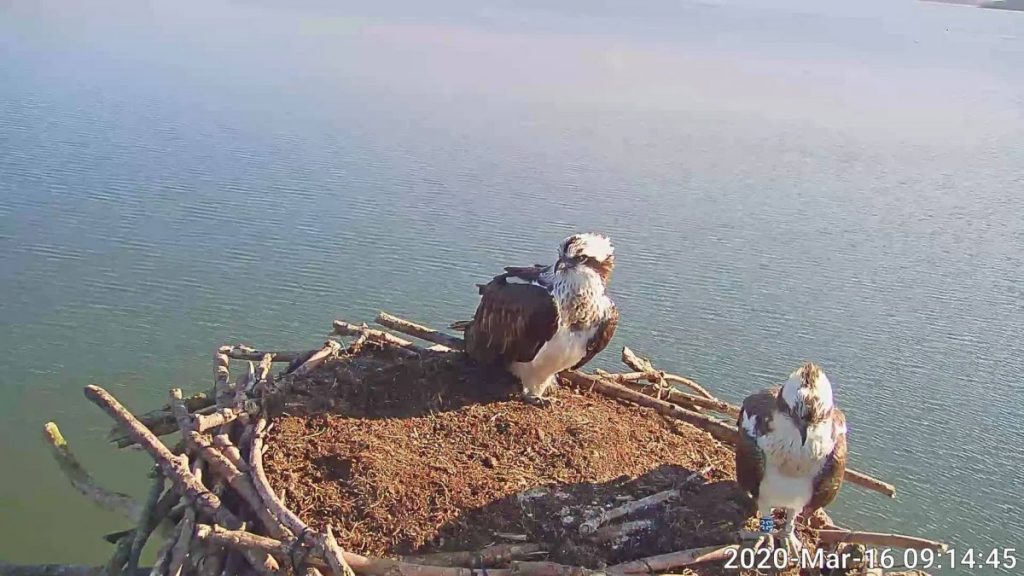 Osprey Chicks have hatched at Rutland Water!