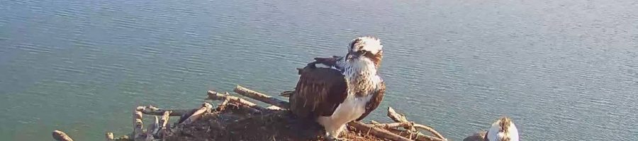 The Ospreys are back at Rutland Water!