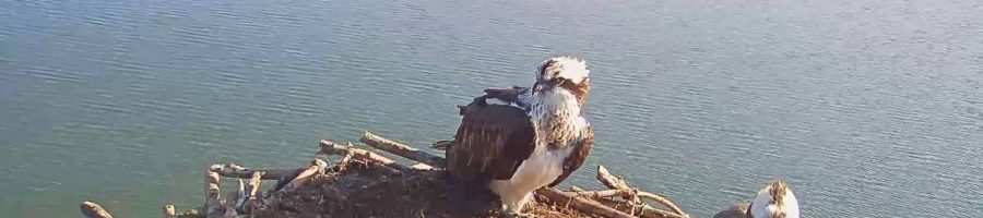 The Rutland Ospreys return!