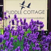 Lavender at Puddle Cottage near Rutland Water